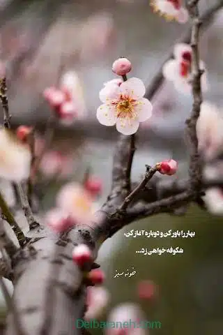 bahar014 (19)