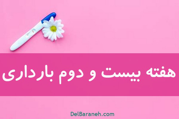 هفته بیست و دوم بارداری (۱)