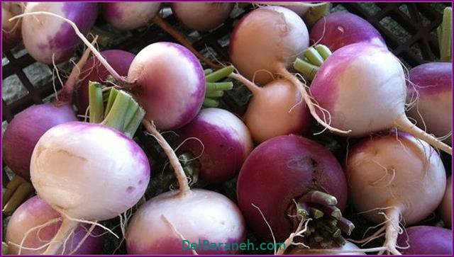 تعبیر خواب شلغم تلخ