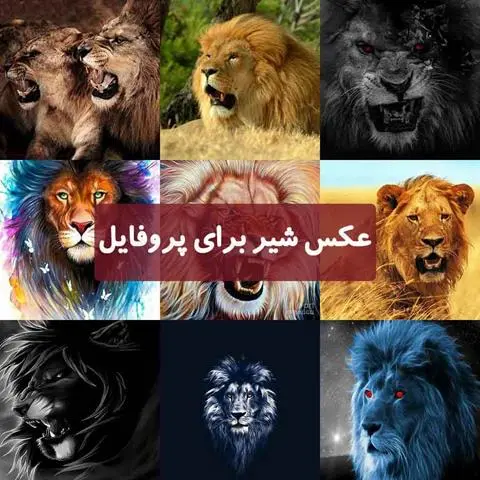 عکس-شیر-برای-پروفایل