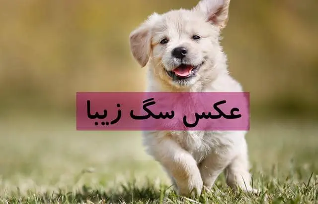 عکس-سگ