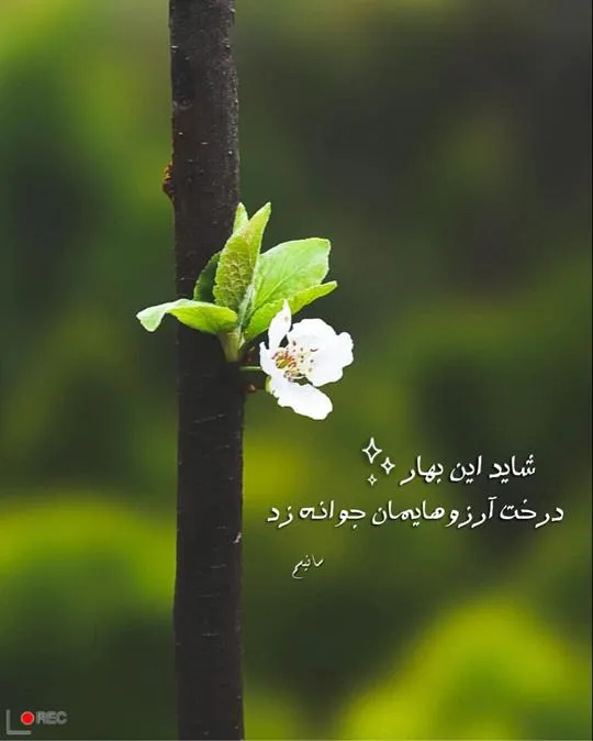 عکس-نوشته-بهار۰۱ (۱)