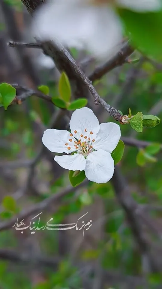 عکس-نوشته-بهار۰۱ (۱۲)