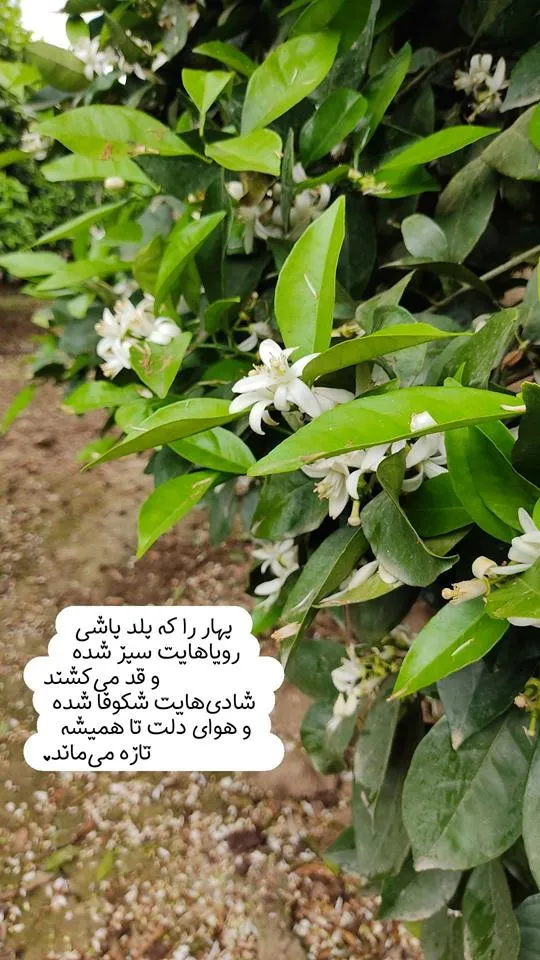 عکس-نوشته-بهار۰۱ (۱۶)