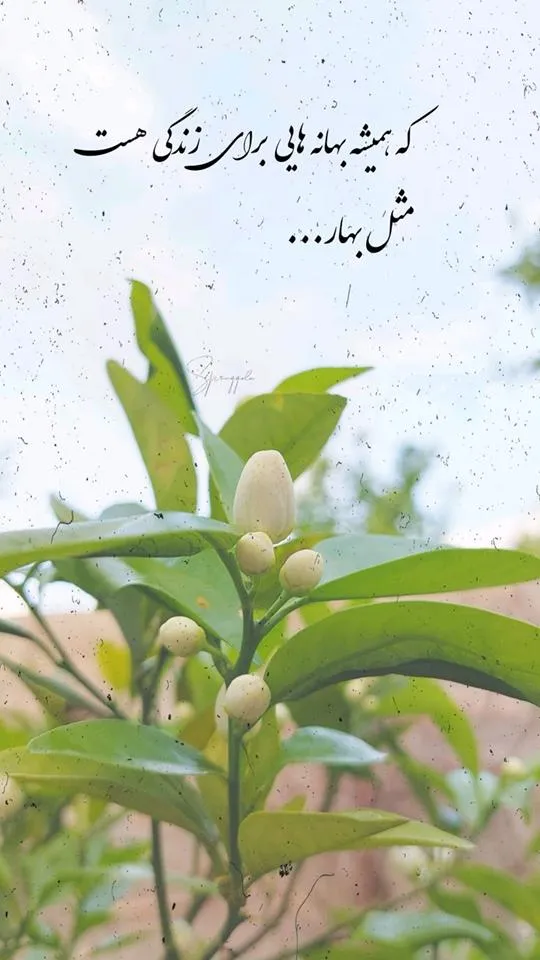 عکس-نوشته-بهار۰۱ (۲۰)