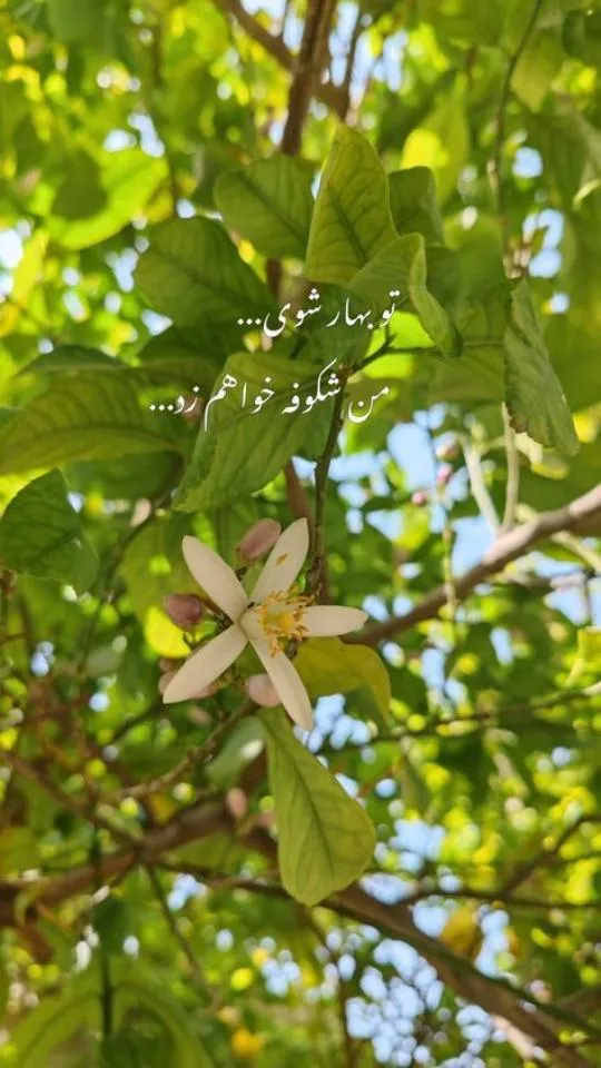 عکس-نوشته-بهار۰۱ (۴)