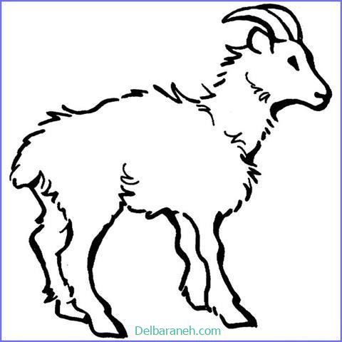 رنگ آمیزی بز کودکانه (۲)