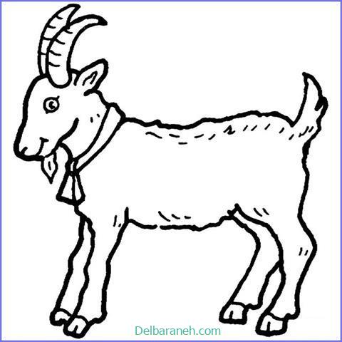 رنگ آمیزی بز کودکانه (۷)