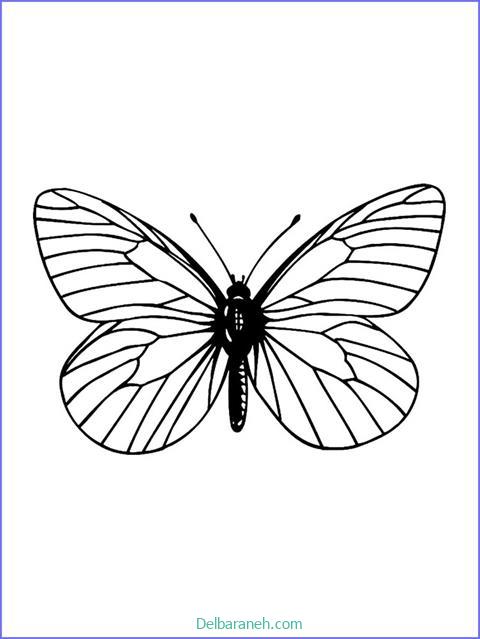 رنگ آمیزی پروانه (۱۳)