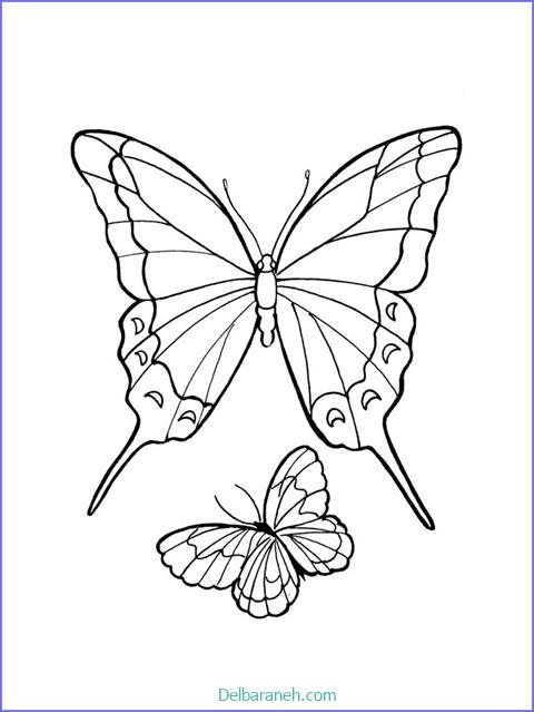 رنگ آمیزی پروانه (۱۶)