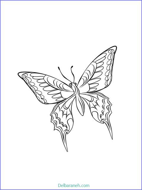 رنگ آمیزی پروانه (۱۷)