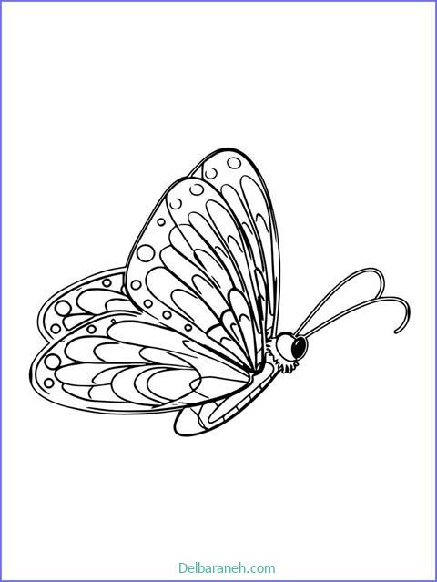 رنگ آمیزی پروانه (۲۶)