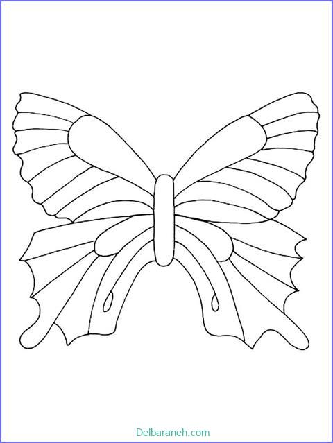 رنگ آمیزی پروانه (۲۸)