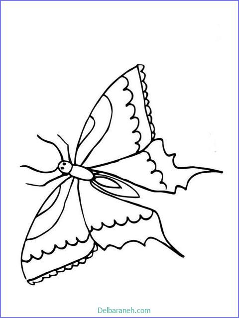 رنگ آمیزی پروانه (۳۱)