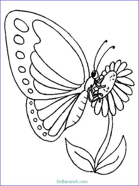 رنگ آمیزی پروانه (۳۲)