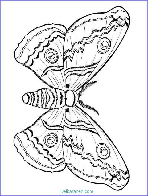 رنگ آمیزی پروانه (۳۵)