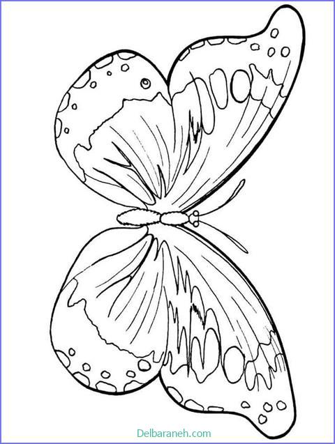 رنگ آمیزی پروانه (۳۶)