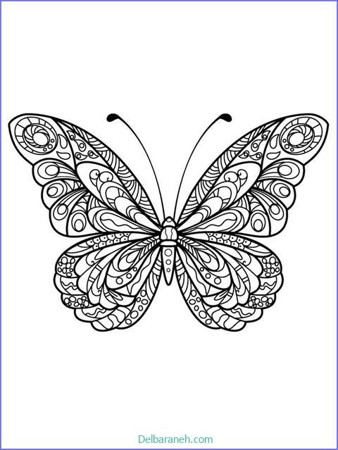 رنگ آمیزی پروانه (۴)