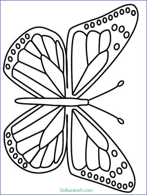 رنگ آمیزی پروانه (۴۵)