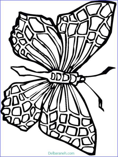 رنگ آمیزی پروانه (۴۶)