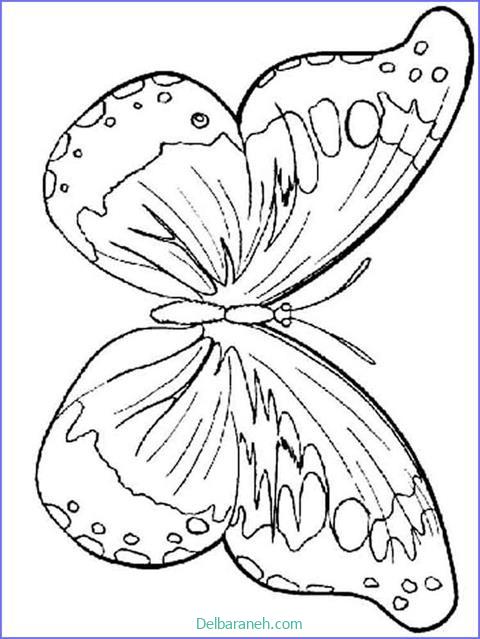 رنگ آمیزی پروانه (۴۸)