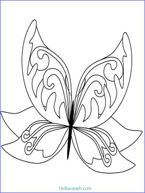 رنگ آمیزی پروانه (۵۰)