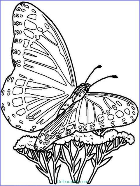 رنگ آمیزی پروانه (۵۲)