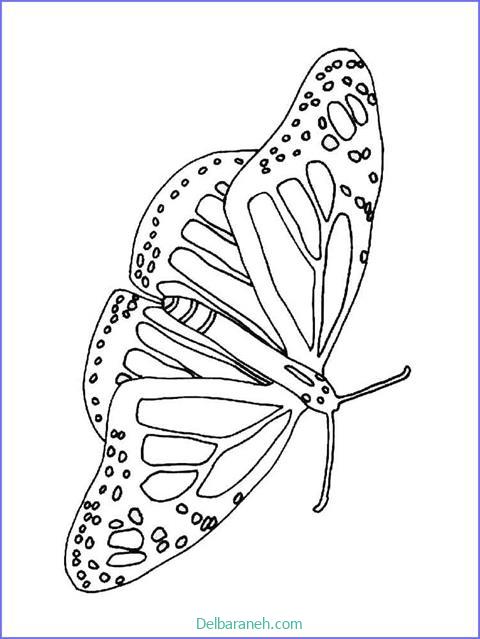 رنگ آمیزی پروانه (۵۳)