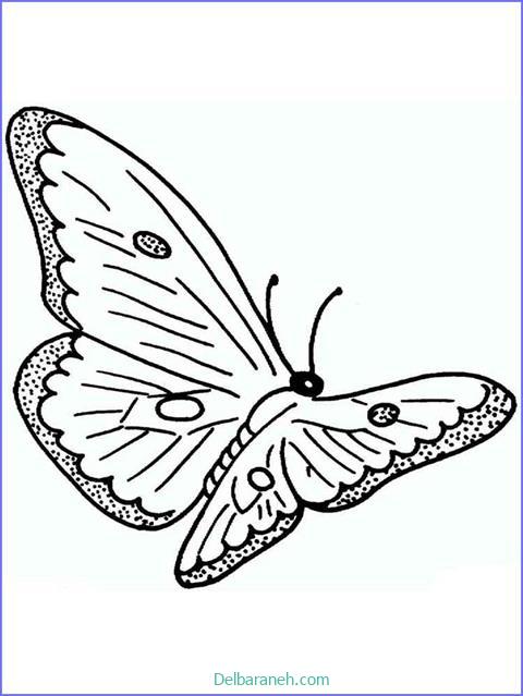 رنگ آمیزی پروانه (۵۵)