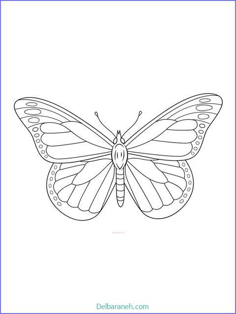 رنگ آمیزی پروانه (۶)