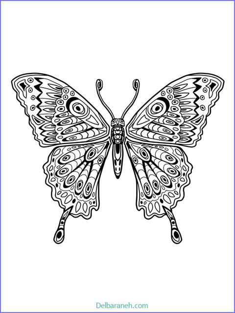 رنگ آمیزی پروانه (۷)