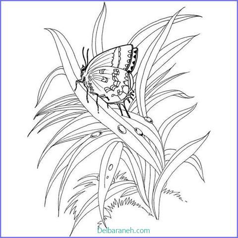 نقاشی کودکانه پروانه (۱۱)