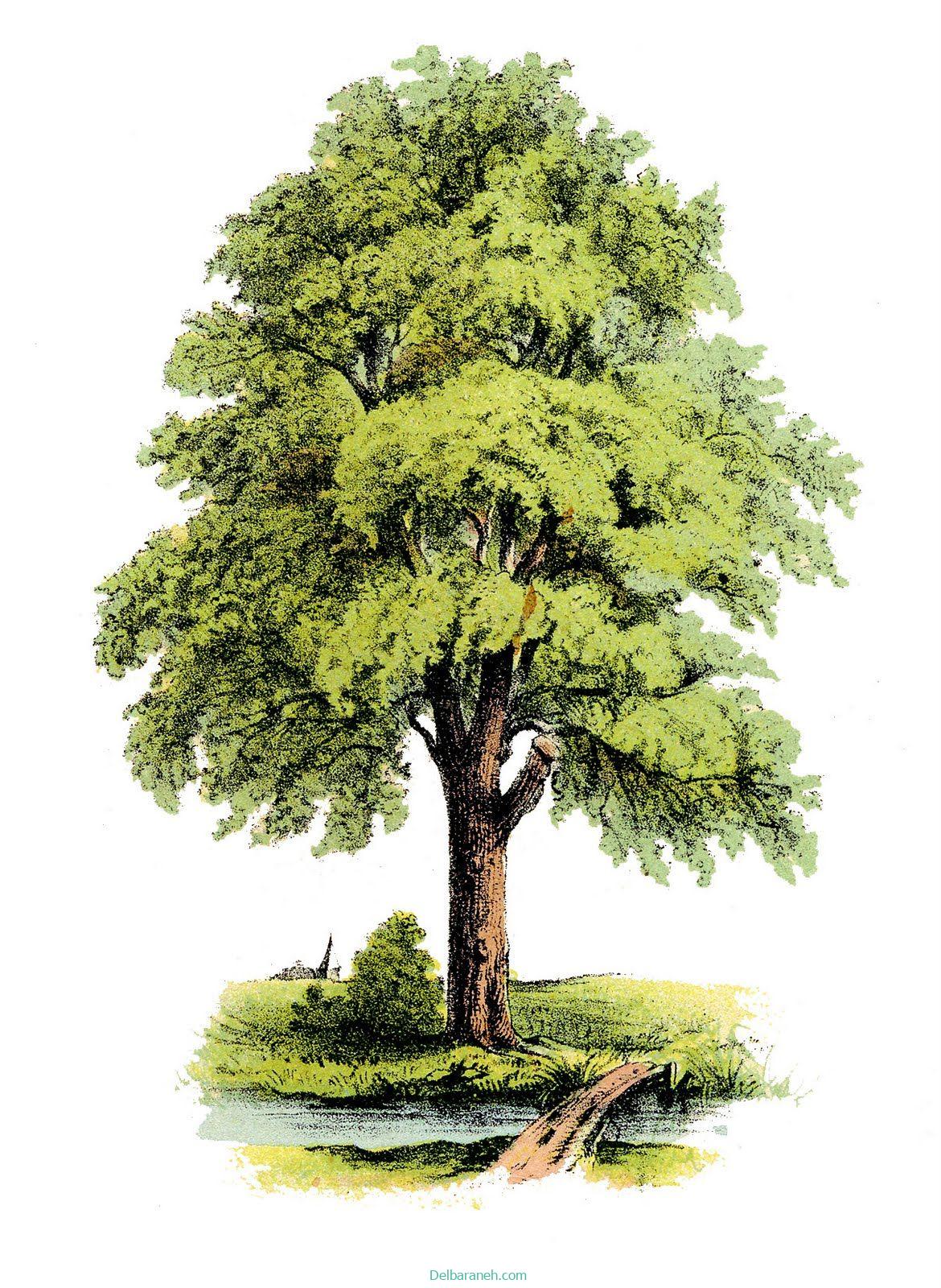 the tree01 (2)