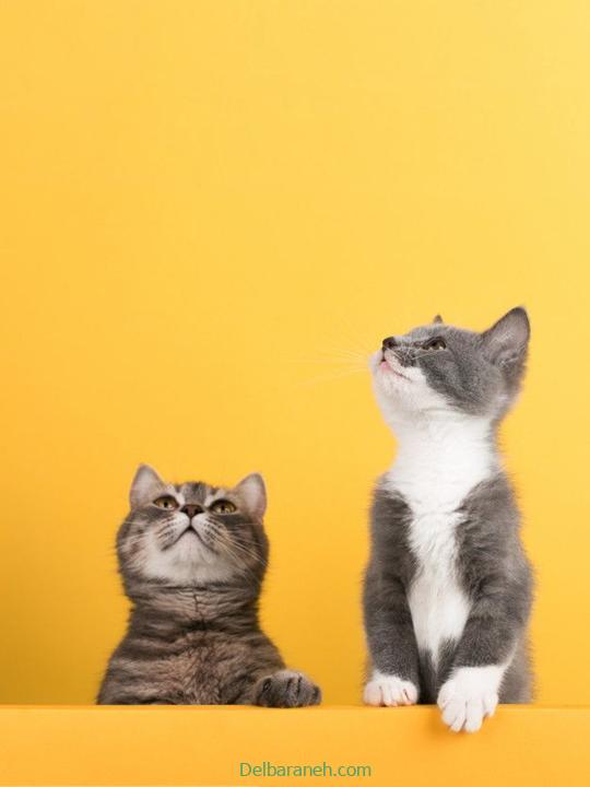 Photo of a little cat01 (11)