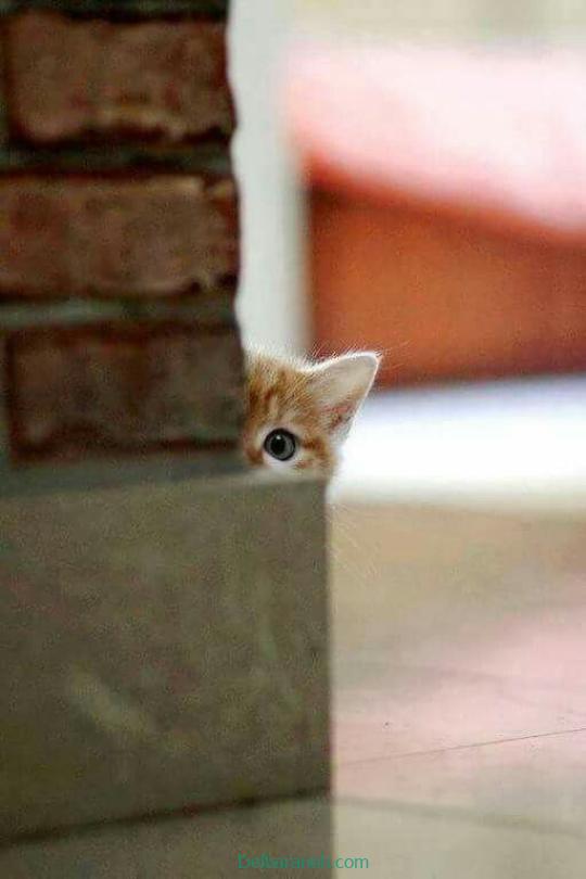Photo of a little cat01 (13)