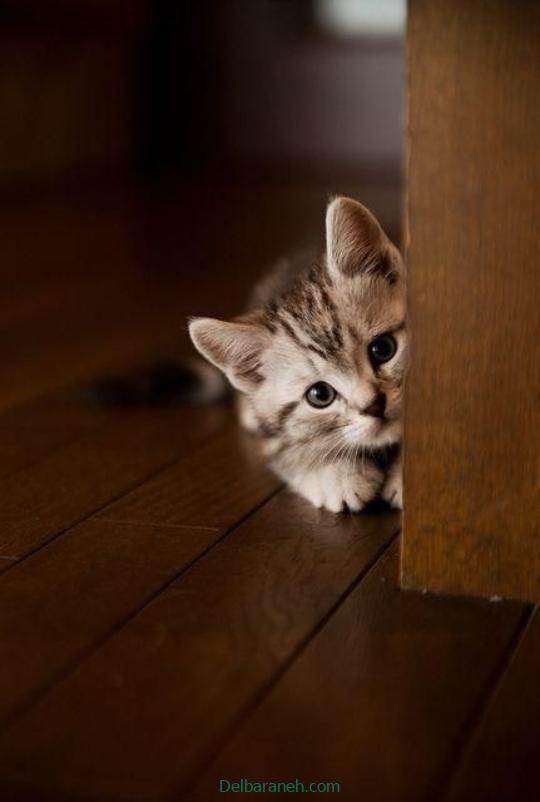 Photo of a little cat01 (17)