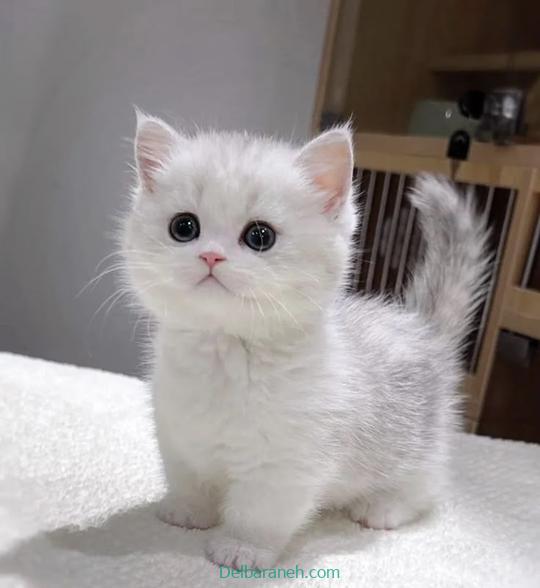 Photo of a little cat01 (2)