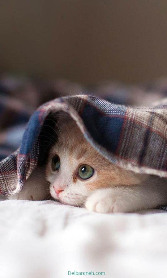 Photo of a little cat01 (22)