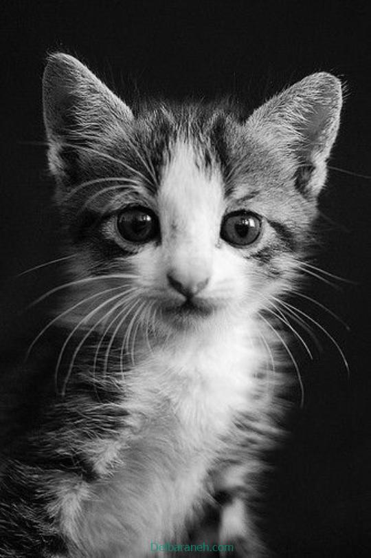 Photo of a little cat01 (24)