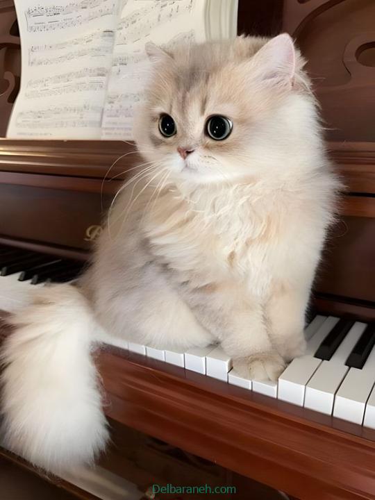Photo of a little cat01 (26)