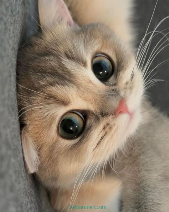 Photo of a little cat01 (27)