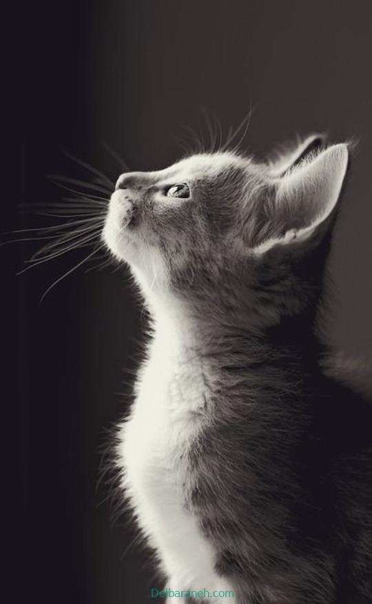 Photo of a little cat01 (28)
