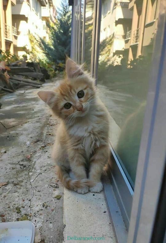 Photo of a little cat01 (30)