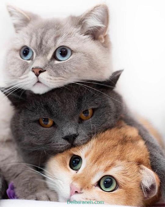 Photo of a little cat01 (35)