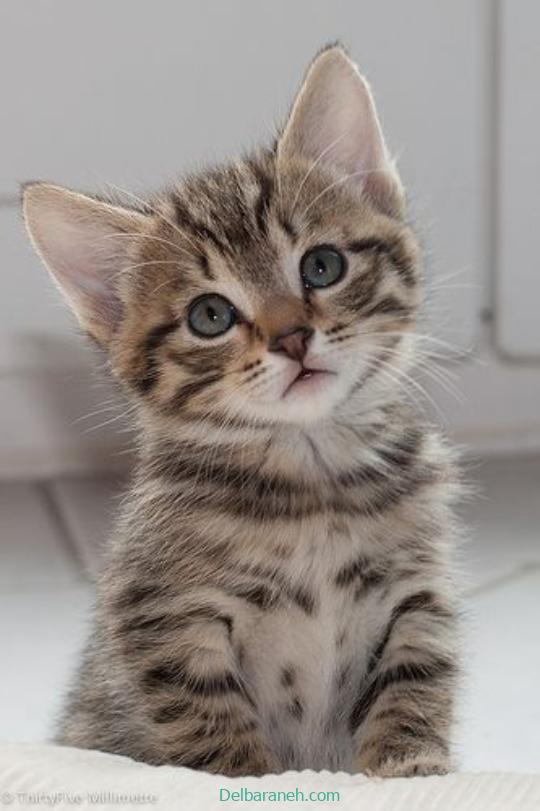 Photo of a little cat01 (37)