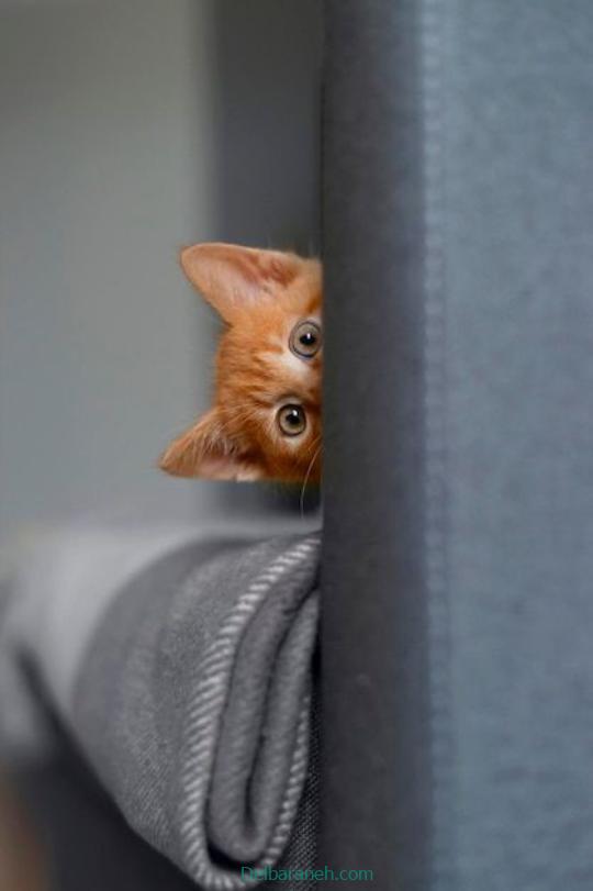 Photo of a little cat01 (38)