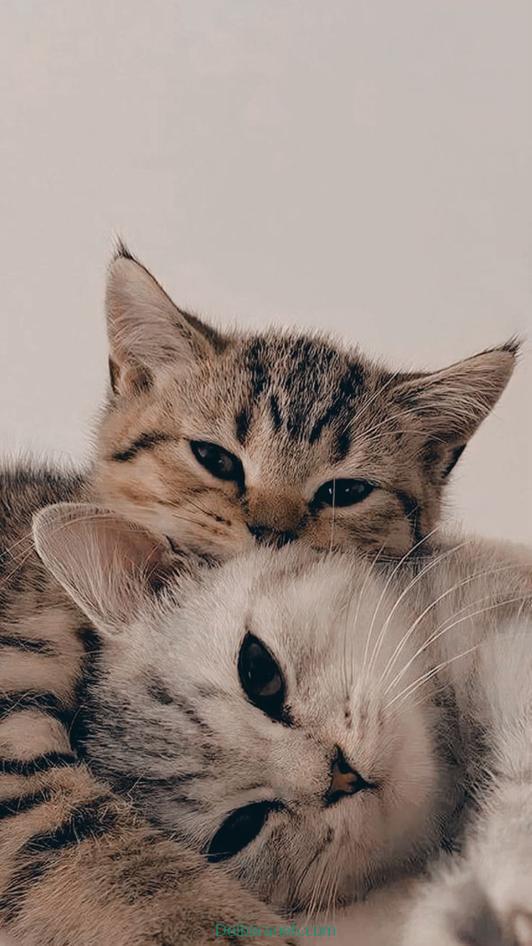 Photo of a little cat01 (39)