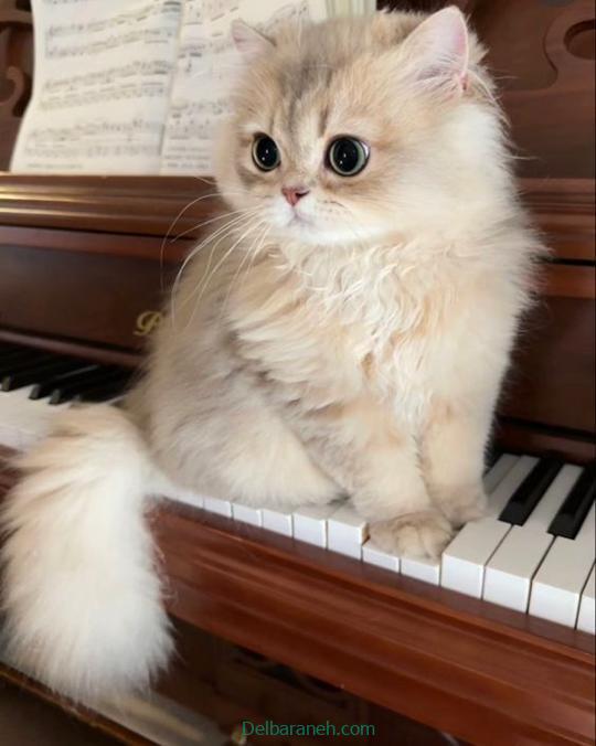Photo of a little cat01 (40)